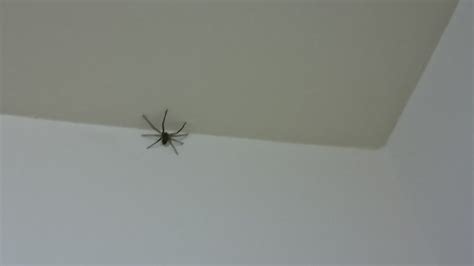 房間裡有蜘蛛 家裡蜘蛛